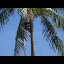 Ein Affe zum Pflücken von Kokosnüssen bei der Arbeit